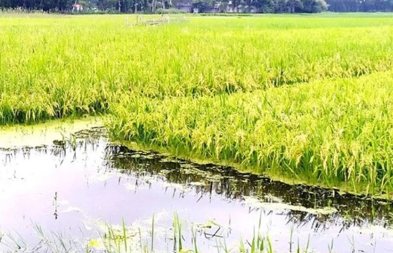 তিস্তার পানি ওঠানামায় ১৮০ চরের কৃষকের দুশ্চিন্তা